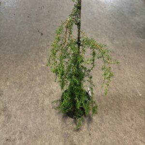 EN JUNIPERUS OBLONG K:19CM H:85-100CM