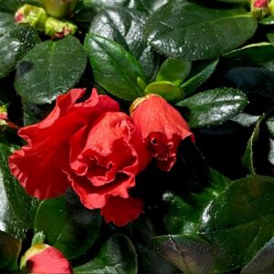 AZALEA RÖD ARVIDSSON K:10,5CM x8