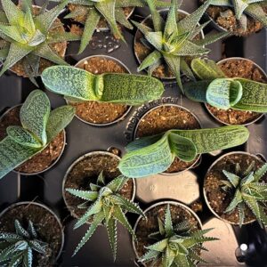 HAWORTHIA MINI MIX x12