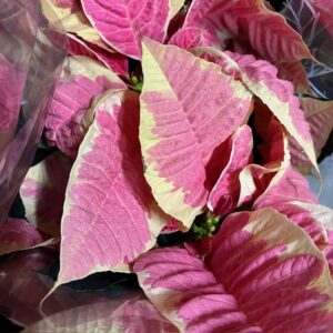 JULSTJÄRNA PINK CHAMP GRENAD DK K:13CM x8