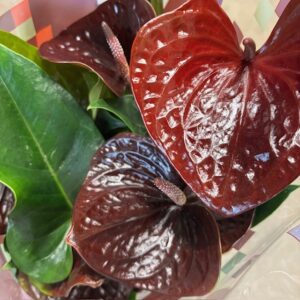 ANTHURIUM BLACK LOVE/ESSENCIA K:17CM x6