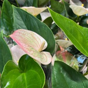 ANTHURIUM FANTASY SPIRIT CREMEROSA K:12CM x8