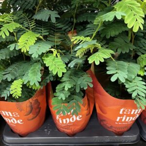 TAMARINDUS INDICA K:11CM x6