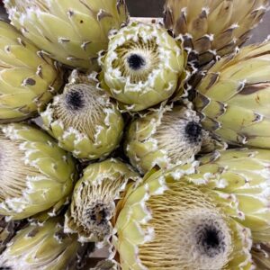 PROTEA BARBIGERA SNOW QUEEN (EJ BLAD)