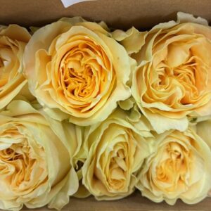 ROS TURTLE APRIKOS UHURU 50CM