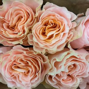 ROS PETROVA ROSA UHURU GARDEN 50CM