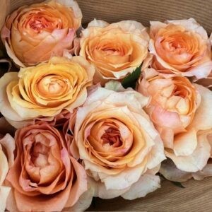 ROS CELEBRATING HEATHER GARDEN ORANGE 50cm