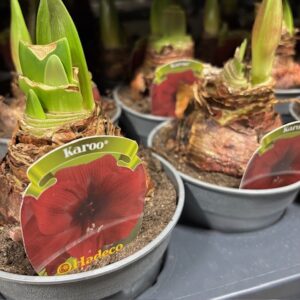 AMARYLLIS KAROO MÖRKRÖD SILVER K:13CM x8