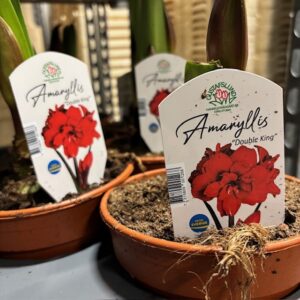 AMARYLLIS DOUBLE KING EXKLUSIV GL x6