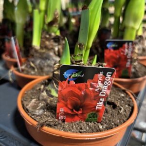 AMARYLLIS TIKA DRAGON EXKLUSIV GL x6