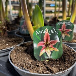 AMARYLLIS MYSTICA EXKLUSIV GL x8