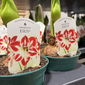 AMARYLLIS ESUS RÖD-VIT K:13CM x8