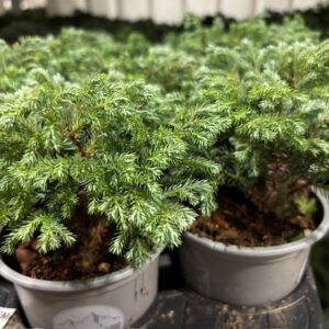 EN CHAMAECYPARIS PISIF.MINTA K:9CM x18