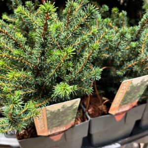 PICEA OMORIKA KAREL LÅG K:17CM x6