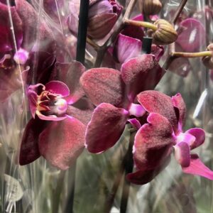 PHALAENOPSIS 2-STJ MULTI CARTAGENA RÖD x5