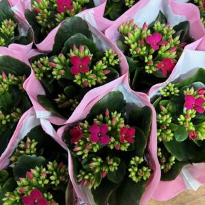 KALANCHOE MINI BURGUNDY/PLOMMON x12