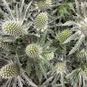 TISTEL ERYNGIUM SIRIUS VIT 70CM