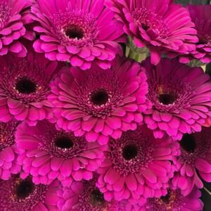 GERMINI RHAPSODY LILA