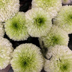 KRYSS BL ALIBABA STORBLOMMIG VIT/GRÖN