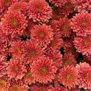 SANTINI MILLER SMOKEY