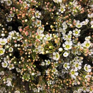 WAXBLOMMA SIRIUS VIT  65-75CM