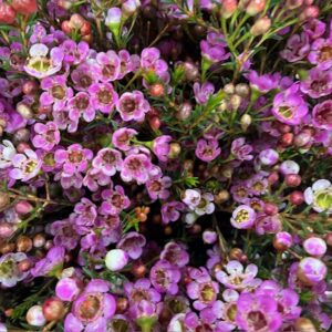 WAXBLOMMA ADI ROSA 70CM