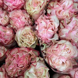 ROS COUNTRY SPIRIT CANDY CREME/ROSA KE 60CM