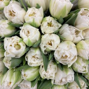 TULPAN FORTALEZA DUBBEL VIT