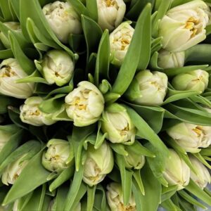 TULPAN NORTH CAP DUBBEL VIT