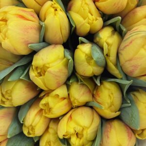TULPAN REDEMPTION GUL DUBBEL