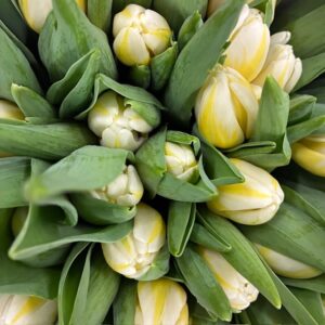 TULPAN ANTARCTICA FLAME