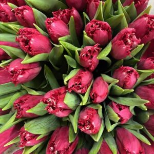 TULPAN SALAMANCA ROSA FRANSIG