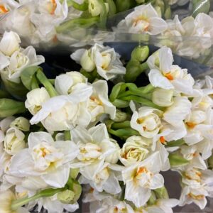 NARCISSUS SNITT ABBA VIT