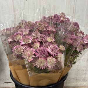 BUNT ASTRANTIA MONO x10