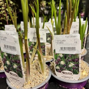 FRITILLARIA MELEAGRIS K:9CM x18