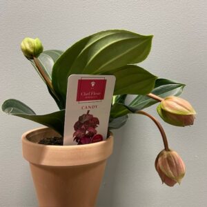 MEDINILLA CANDY PICCOLINI K:14CM x7