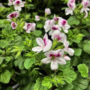 PELARGON ÄNGLA SV K:12CM x8