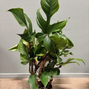 PHILODENDRON SQUAMIFERUM K:17CM x6