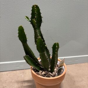 EUPHORBIA I LERKRUKA K:16CM x6