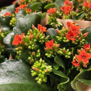 KALANCHOE ORANGE KINLEY K:10,5CM x12