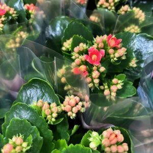 KALANCHOE SERENITY PEACH K:10,5CM x10