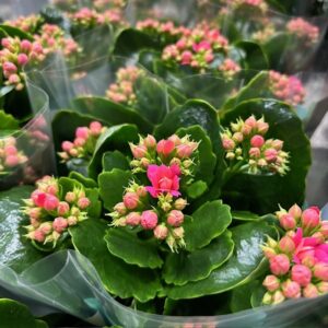 KALANCHOE SERENITY SOFT PINK K:10,5CM x10