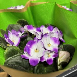 SAINT PAULA LILA-VIT x10