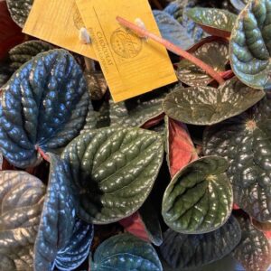 PEPEROMIA CHOCOLAT K:12CM x6