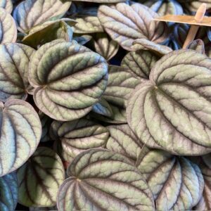 PEPEROMIA MISTIQUE K:12CM x6