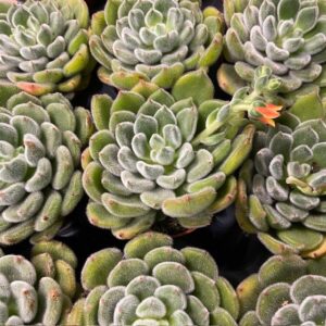 ECHEVERIA SETOSA K:8,5CM x12