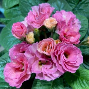 PRIMULA ROSEBUD DUBBEL ROSA K:12CM x10