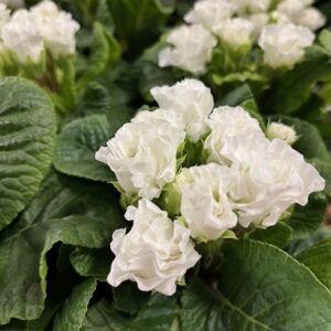PRIMULA ROSEBUD DUBBEL VIT K:12CM x8