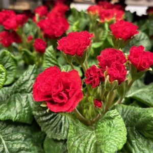 PRIMULA ROSEBUD DUBBEL RÖD/ORANGE K:12CM x8