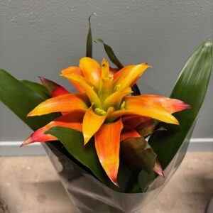 GUSMANIA FIERO YELLOW K:12CM x6